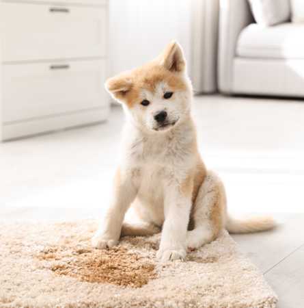 Professional Rug Cleaning Melbourne
